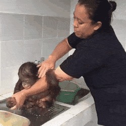 malysh orangutan prinimaet vannu pikabu