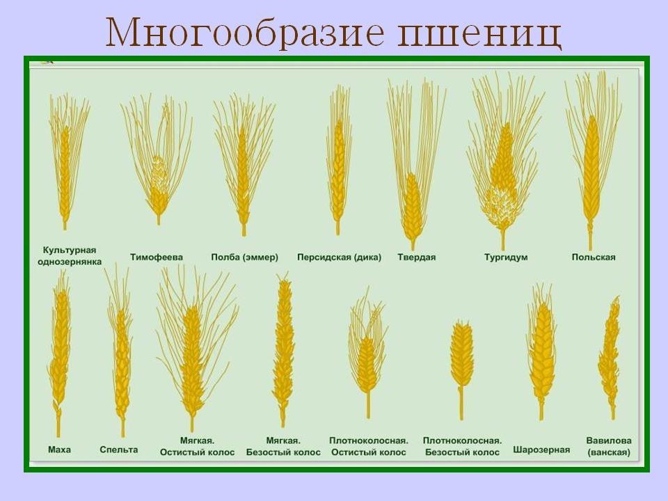 Картинки хлебных злаков